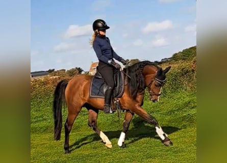 Arabian Partbred, Stallion, 4 years, 14.1 hh, Bay-Dark