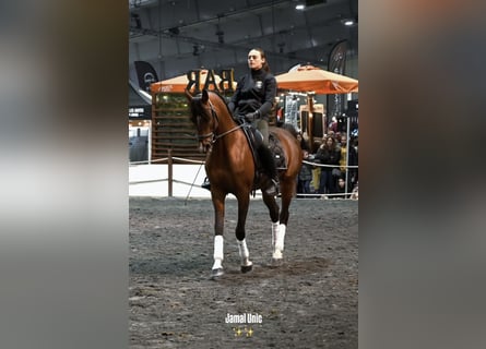 Arabian Partbred, Stallion, 6 years, 15.1 hh, Brown