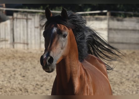 Arabian Partbred, Stallion, 6 years, 15,1 hh, Brown