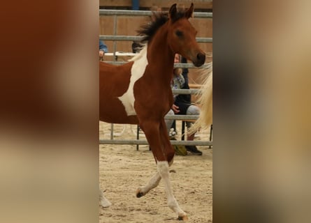 Arabisches Partbred, Hengst, Fohlen (04/2024), 14,2 hh, Tobiano-alle-Farben