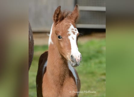Arabian Partbred, Stallion, Foal (03/2024), 14.3 hh, Tobiano-all-colors