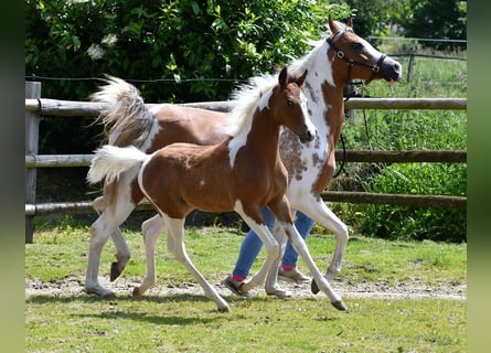 Arabian Partbred, Stallion, Foal (03/2024), 14.3 hh, Tobiano-all-colors