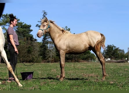 Arabian Partbred, Stallion, Foal (02/2025), 14,2 hh, Champagne