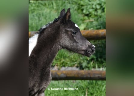 Arabian Partbred, Stallion, Foal (03/2026), 15.1 hh, Tobiano-all-colors