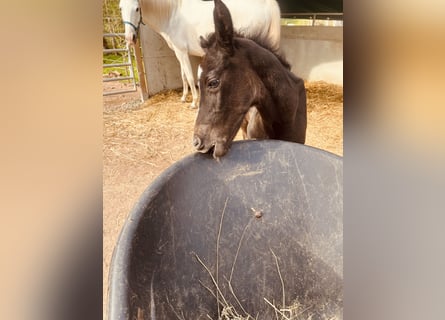 Arabian Partbred, Stallion, Foal (04/2026), 15.2 hh, Can be white