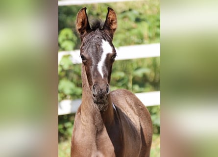 Arabian Partbred, Stallion, Foal (06/2025), 15,2 hh, Tobiano-all-colors