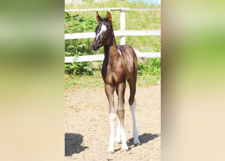 Arabian Partbred, Stallion, , 15,2 hh, Tobiano-all-colors