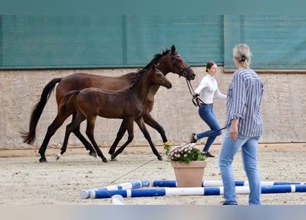 Arabisches Partbred, Hengst, Fohlen (04/2024), 16 hh, Brauner