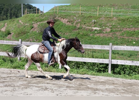Arábigo pinto, Caballo castrado, 4 años, 156 cm, Pío