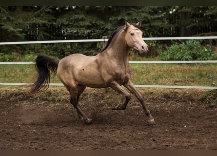 Arabisch Partbred, Hengst, 17 Jaar, 148 cm, Champagne