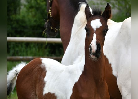 Arabisch Partbred, Hengst, 1 Jaar, 156 cm, Tobiano-alle-kleuren