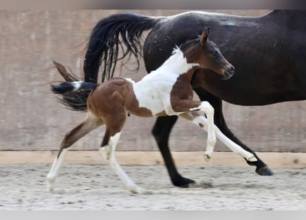 Arabisch Partbred, Hengst, 1 Jaar, Gevlekt-paard