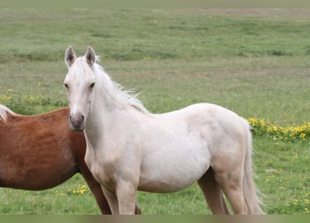 Arabisch Partbred, Hengst, 2 Jaar, 152 cm, Palomino