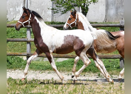Arabisch Partbred, Hengst, 2 Jaar, 156 cm, Tobiano-alle-kleuren