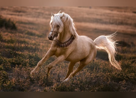 Arabisch Partbred, Hengst, 11 Jaar, 154 cm, Palomino