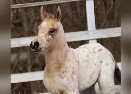 Arabisch Partbred, Hengst, , 155 cm, Appaloosa
