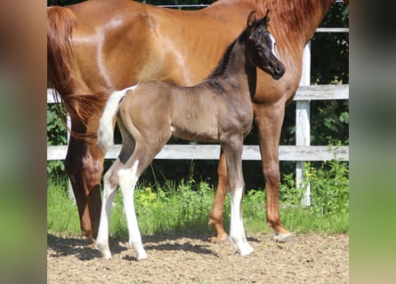 Arabisch Partbred, Hengst, , 160 cm, Tobiano-alle-kleuren