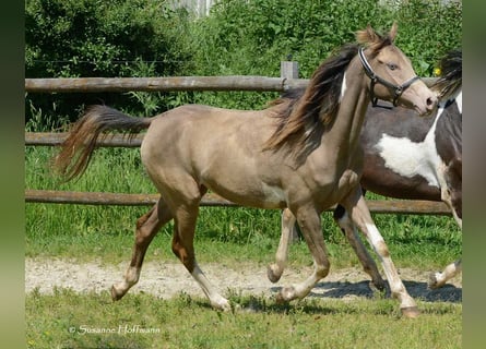 Arabisch Partbred, Merrie, 2 Jaar, 156 cm, Tobiano-alle-kleuren