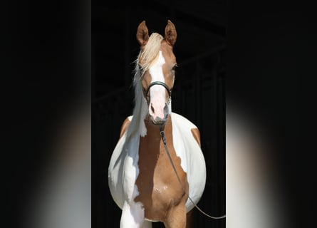 Arabisches Partbred, Stute, 2 Jahre, 163 cm, Schecke