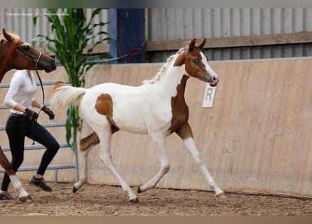 Arabisch Partbred, Merrie, 2 Jaar, 163 cm, Gevlekt-paard