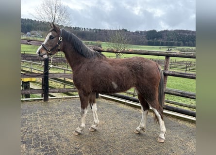 Arabisch Partbred, Merrie, 4 Jaar, 143 cm, Bruin