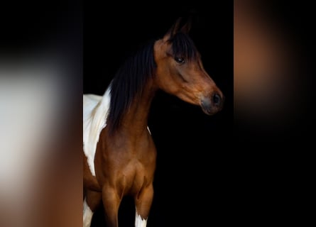 Arabisch Partbred, Merrie, 6 Jaar, 148 cm, Tobiano-alle-kleuren