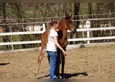 Arabisch Partbred, Merrie, , 150 cm, Bruin