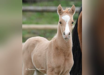 Arabisch Partbred, Merrie, veulen (02/2024), 153 cm, Palomino