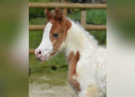 Pony Arabisch-partbred kopen verkopen | ehorses.nl