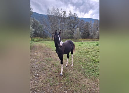 Arabisch Partbred, Merrie, veulen (04/2024), 155 cm