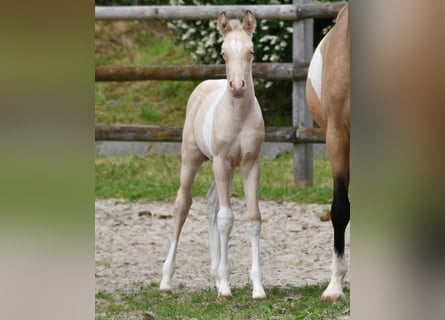 Arabisch Partbred, Merrie, Veulen (05/2026), 155 cm, Perlino