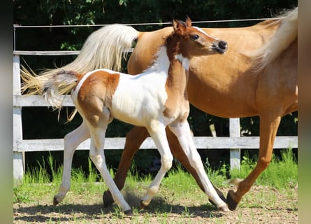 Arabisch Partbred, Merrie, , 155 cm, Tobiano-alle-kleuren