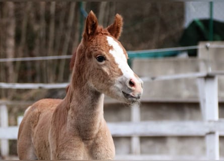 Arabisch Partbred, Merrie, Veulen (02/2026), 155 cm, Vos