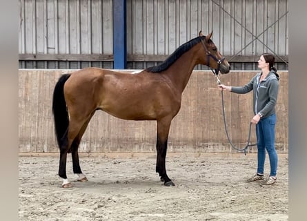 Arabisch Partbred, Ruin, 2 Jaar, 165 cm, Bruin