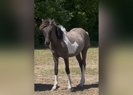 Arabisches Partbred, Hengst, 1 Jahr, 151 cm, Grullo