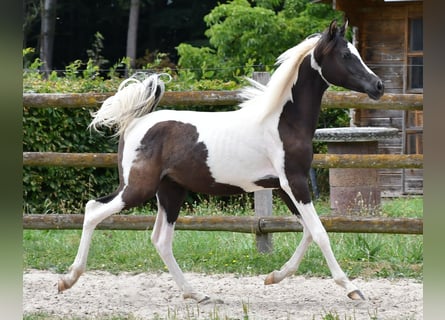 Arabisches Partbred, Hengst, 1 Jahr, 153 cm, Tovero-alle-Farben