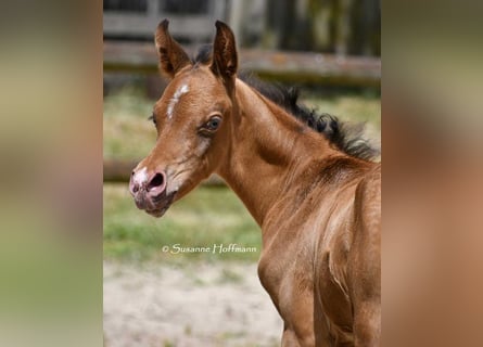 Arabisches Partbred, Hengst, 1 Jahr, 155 cm, Champagne