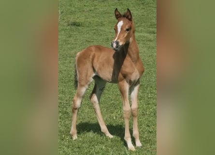 Arabisches Partbred, Hengst, 1 Jahr, 156 cm, Brauner
