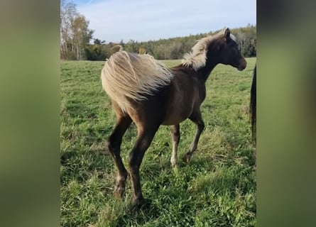 Arabisches Partbred, Hengst, 1 Jahr, 156 cm