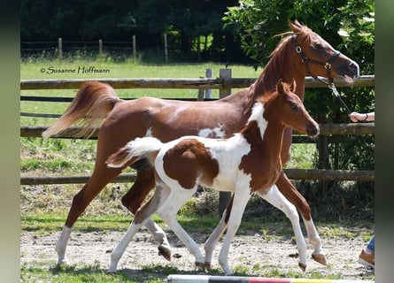 Arabisches Partbred, Hengst, 1 Jahr, 156 cm, Tobiano-alle-Farben