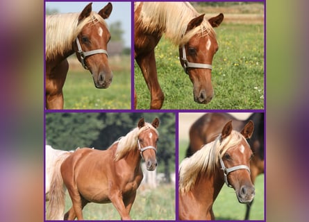 Arabisches Partbred, Hengst, 2 Jahre, 152 cm, Fuchs