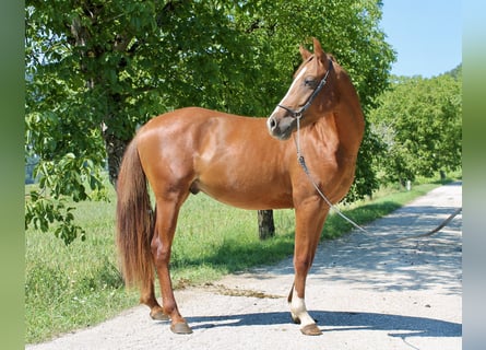 Arabisches Partbred, Hengst, 2 Jahre, 155 cm, Fuchs