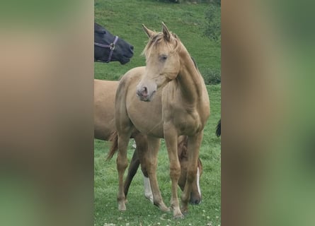 Arabisches Partbred, Hengst, 2 Jahre, 156 cm, Champagne