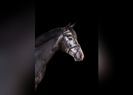 Arabisches Partbred, Hengst, 5 Jahre, 161 cm, Schimmel