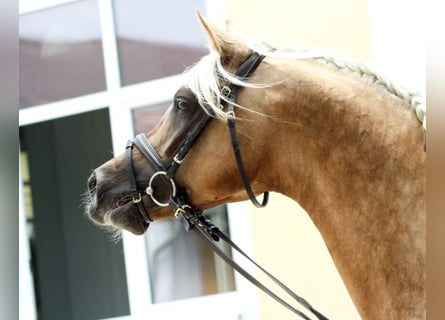 Arabisches Partbred, Hengst, 10 Jahre, 154 cm