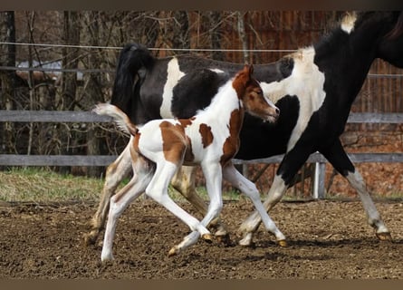 Arabisches Partbred, Hengst, , 153 cm, Tobiano-alle-Farben