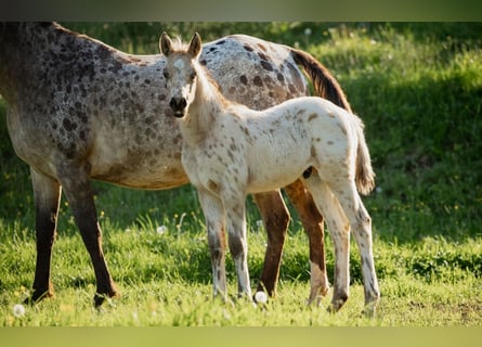 Arabisches Partbred, Hengst, , 155 cm, Tigerschecke