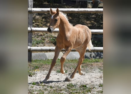 Arabisches Partbred, Hengst, Fohlen (06/2026), 159 cm, Palomino