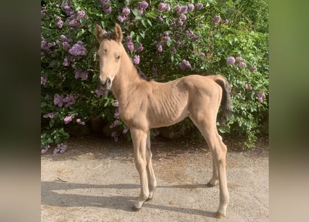 Arabisches Partbred, Hengst, Fohlen (01/2024), 160 cm, Buckskin