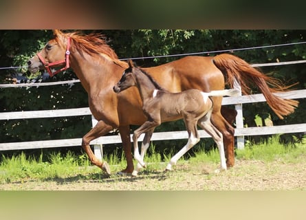 Arabisches Partbred, Hengst, , 160 cm, Tobiano-alle-Farben